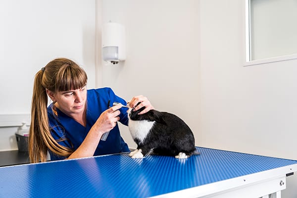 Dierenarts onderzoekt de tanden van een zwart-wit konijn op de blauwe behandeltafel